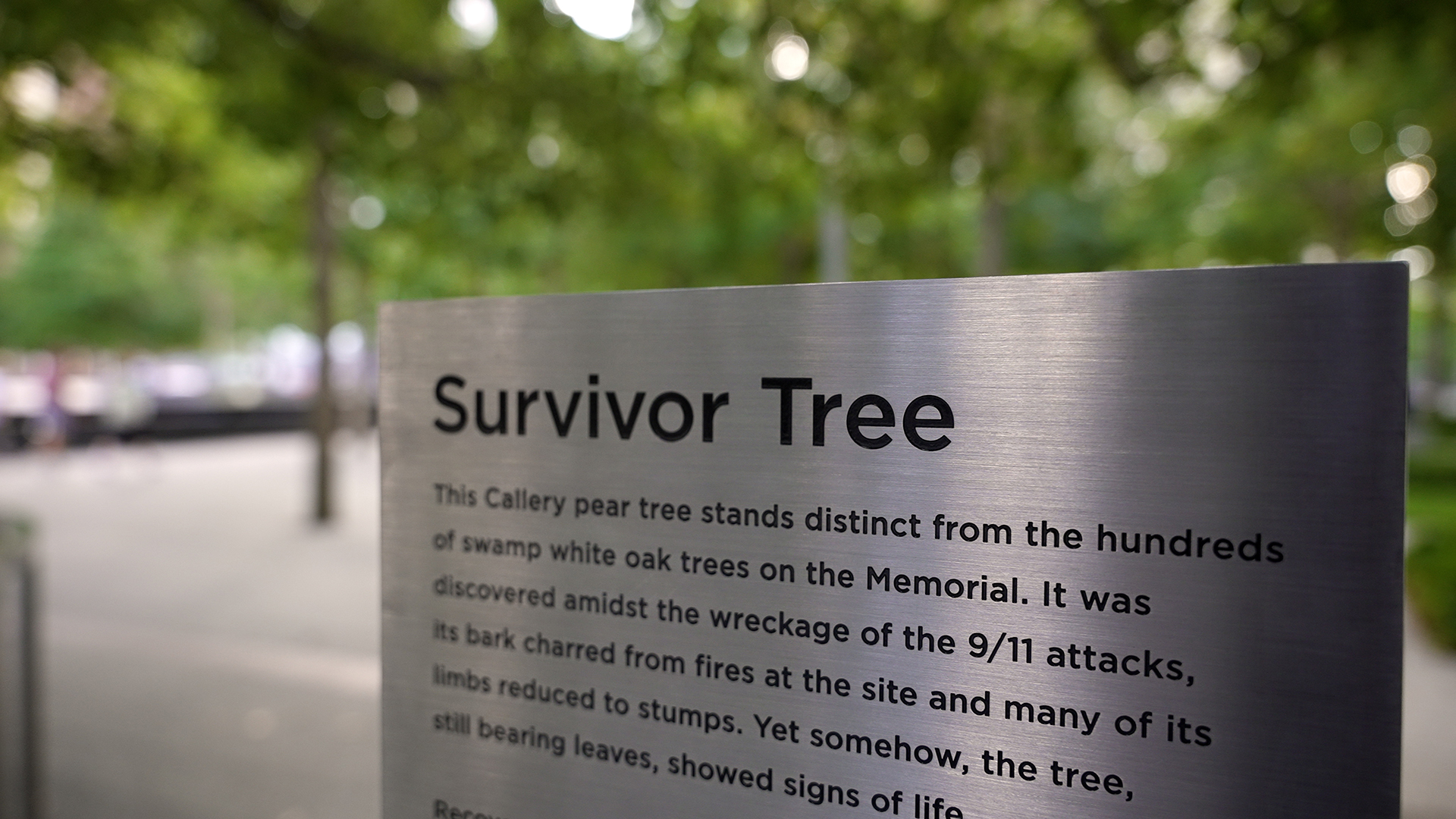 The 9/11 Survivor Tree